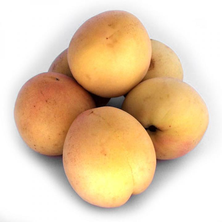 albaricoque moniqui