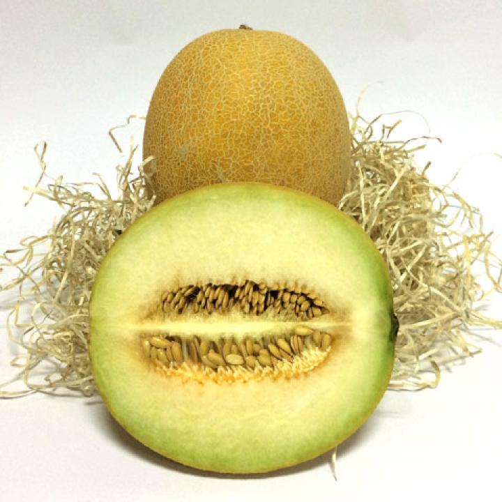 Melón Galia