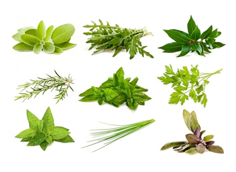 ver categoría Hierbas Aromáticas